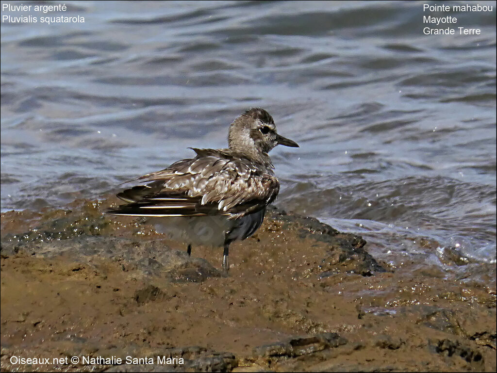 Grey Ploveradult post breeding, identification, habitat, care, Behaviour