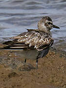 Grey Plover