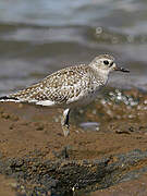 Grey Plover