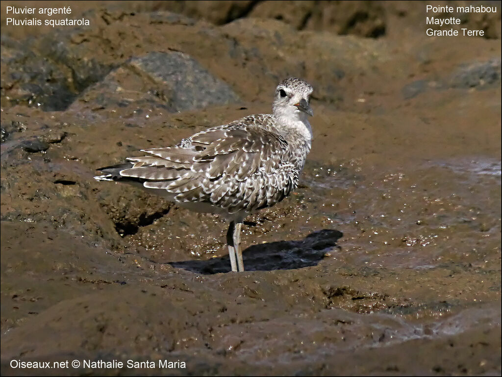 Pluvier argentéadulte internuptial, identification, habitat, Comportement