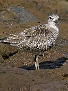 Grey Plover