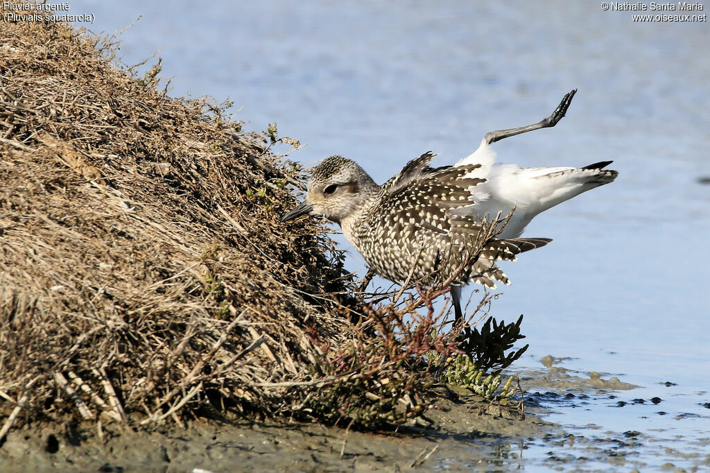 Grey Ploveradult post breeding, Behaviour