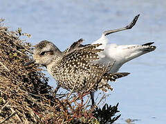 Grey Plover