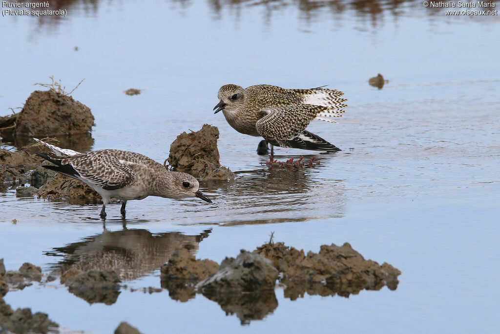 Grey Ploveradult post breeding, habitat