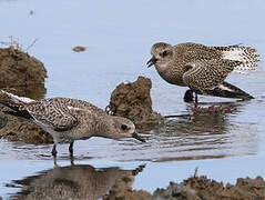 Grey Plover