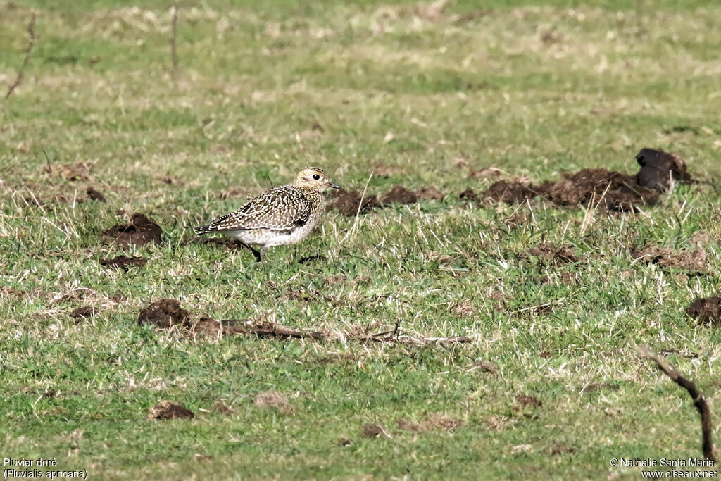 European Golden Ploverjuvenile, identification