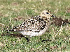 European Golden Plover