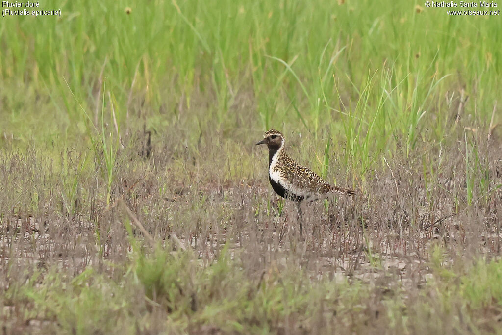 European Golden Plover adult, breeding, identification