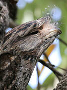 Tawny Frogmouth