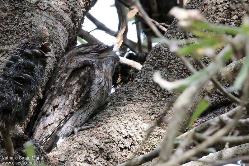 Tawny Frogmouthadult, camouflage