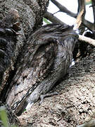 Tawny Frogmouth