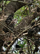 Tawny Frogmouth