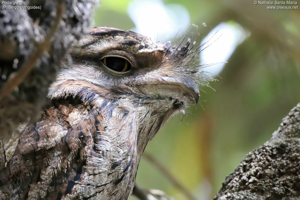 Tawny Frogmouthadult, identification