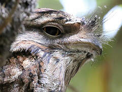 Tawny Frogmouth