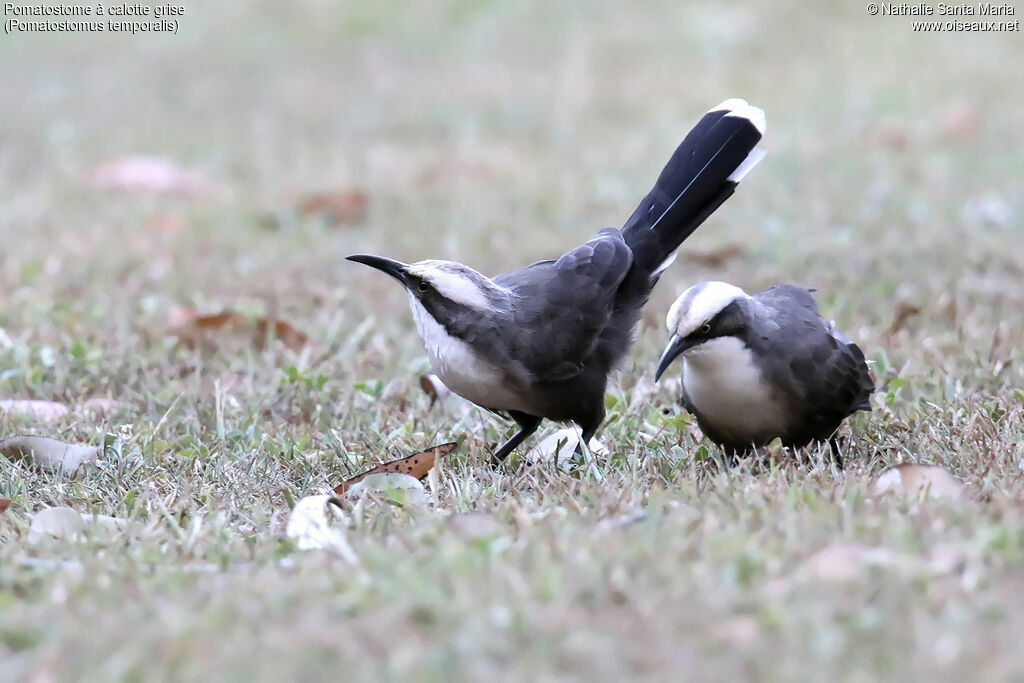 Grey-crowned Babbleradult, identification