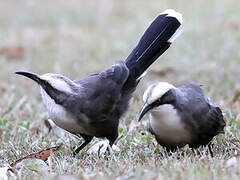 Grey-crowned Babbler