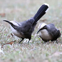 Pomatostome à calotte grise