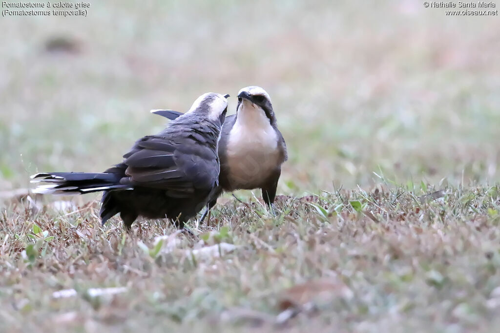 Grey-crowned Babblerjuvenile, identification, Reproduction-nesting