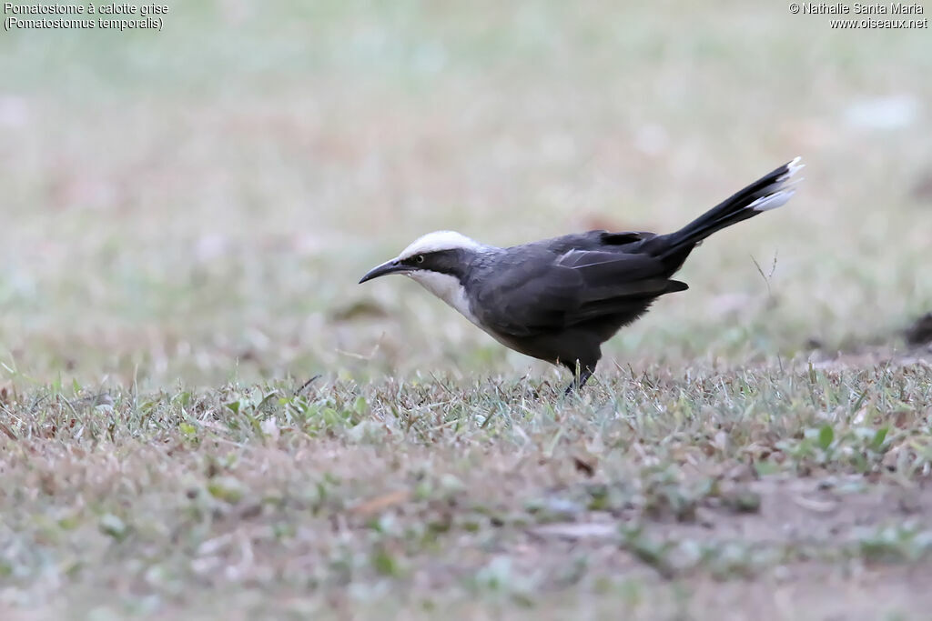 Grey-crowned Babbleradult, identification