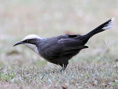 Grey-crowned Babbler