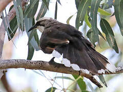 Grey-crowned Babbler