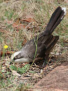 Grey-crowned Babbler