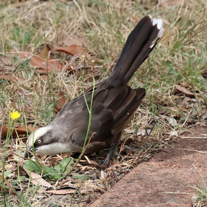 Pomatostome à calotte grise