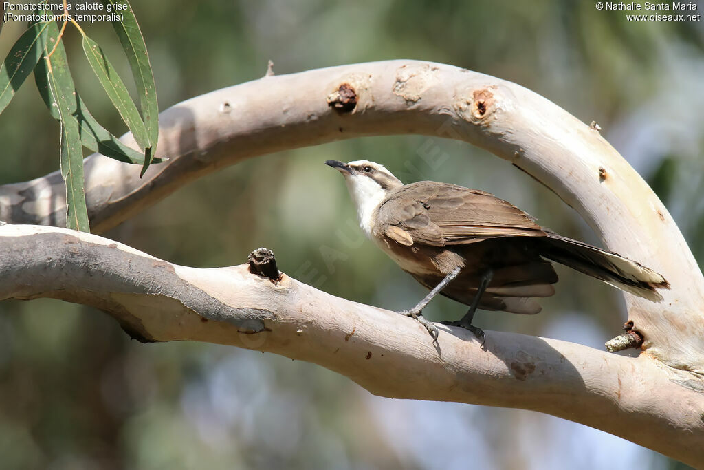 Grey-crowned Babblerimmature, habitat