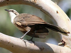 Grey-crowned Babbler