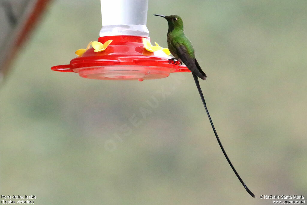 Black-tailed Trainbearer male adult, identification