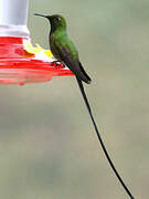 Black-tailed Trainbearer