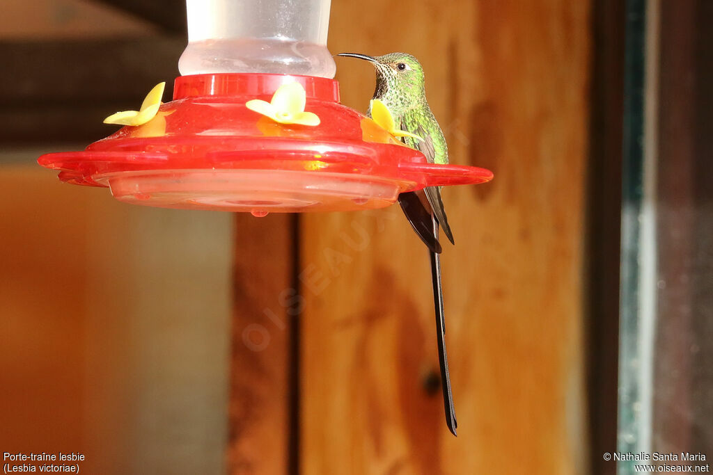 Black-tailed Trainbearer female adult, identification