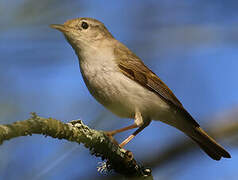 Blyth's Leaf Warbler