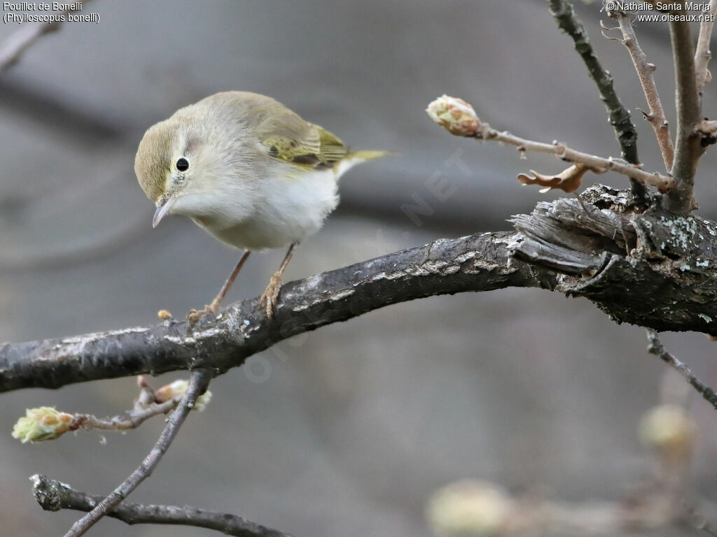 Western Bonelli's Warbleradult, identification, habitat, Behaviour