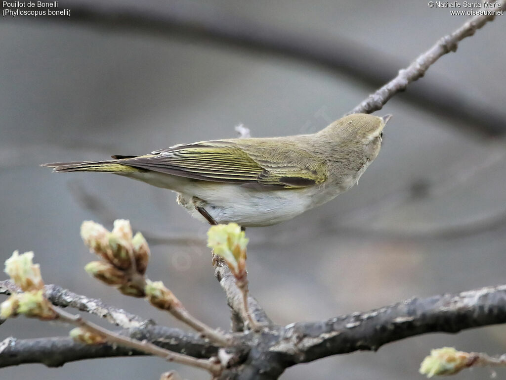 Western Bonelli's Warbleradult, identification, Behaviour