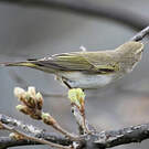 Pouillot de Bonelli
