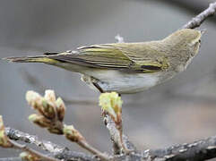 Western Bonelli's Warbler