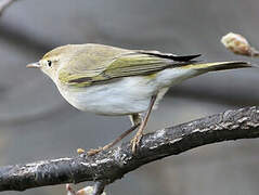 Western Bonelli's Warbler