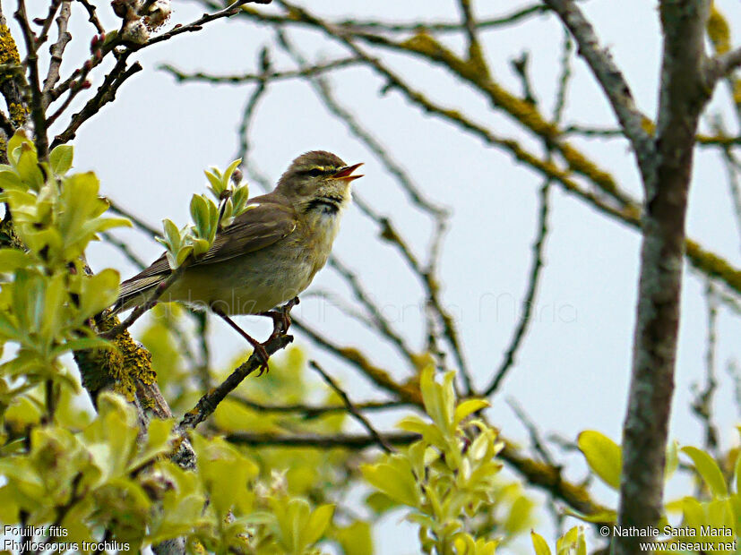 Willow Warbleradult, song, Behaviour