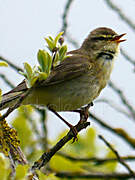 Willow Warbler