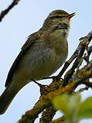 Willow Warbler