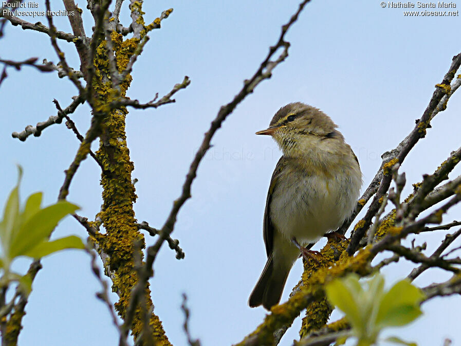 Willow Warbleradult, Behaviour