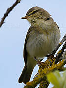 Willow Warbler