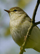 Willow Warbler