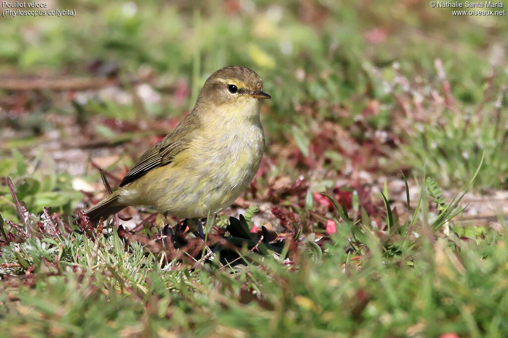 Common Chiffchaffadult, identification, habitat, walking, Behaviour