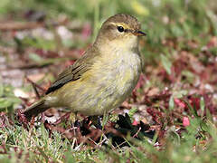 Common Chiffchaff