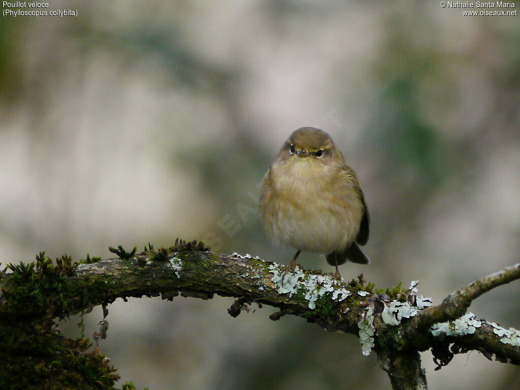 Common Chiffchaffadult, identification, habitat, Behaviour