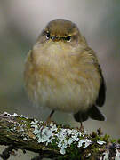 Common Chiffchaff