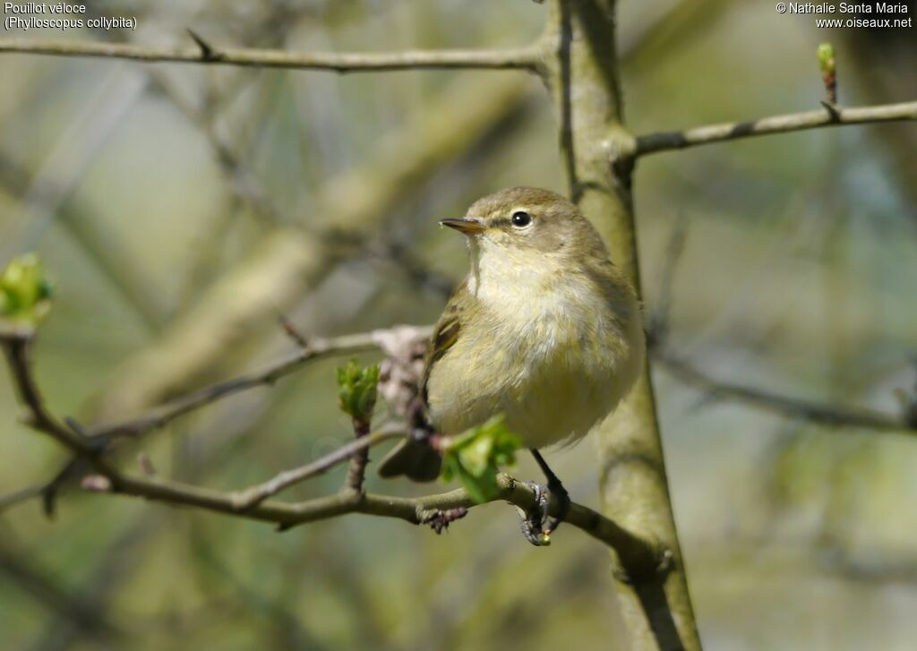 Common Chiffchaffadult, identification, Behaviour