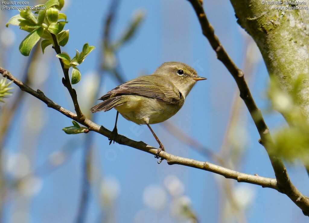 Common Chiffchaffadult, identification, Behaviour